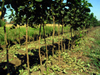 Vigor y sanidad de plantas de 1 año, Variedad Tonda di Giffoni