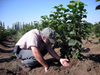 inspeccin del crecimiento y sanidad del sistema radicular de la planta